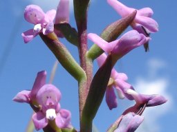 Disa stachyoides ovary attachment to the stem